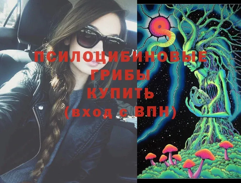 где найти   Карталы  Псилоцибиновые грибы Psilocybe 